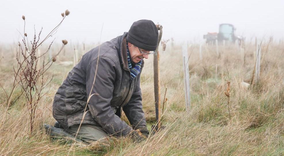 Volunteer kneeling down planting a tree sapling in a foggy field on a winter day