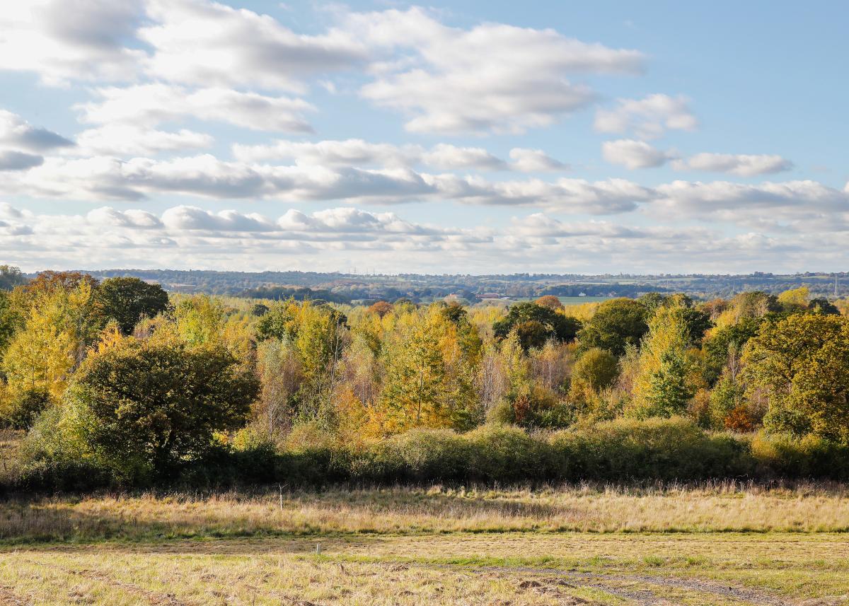 A field border of trees with autumnal covered leaves under a blue sky with clouds in it.