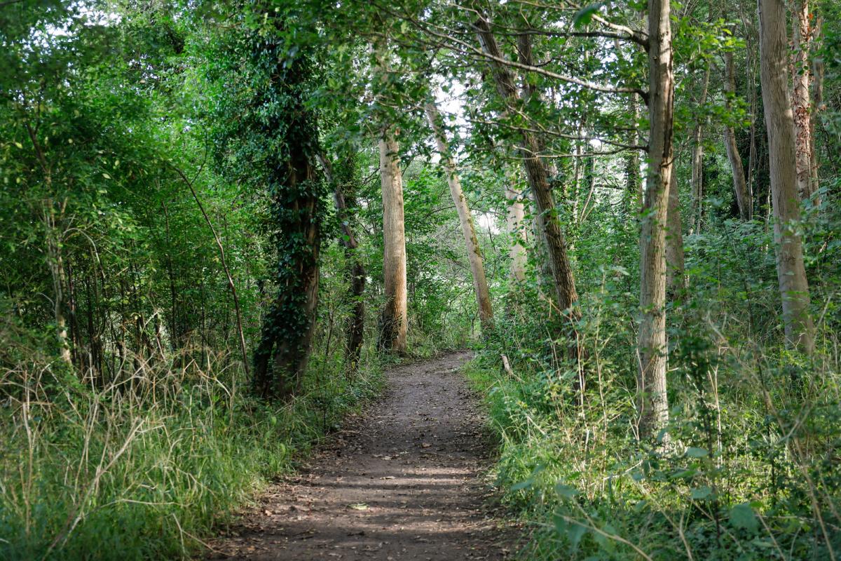 A dirt path through the centre of some mature trees with dark green leaves