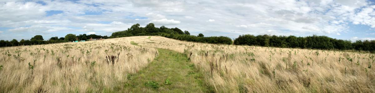 A grassy Forest ride through two wildflower meadows with woodland in the distance