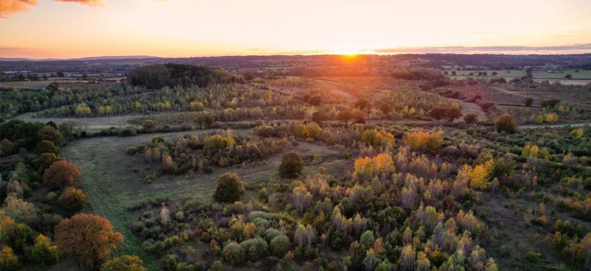 Aerial view of the autumnal Forest at sunset 