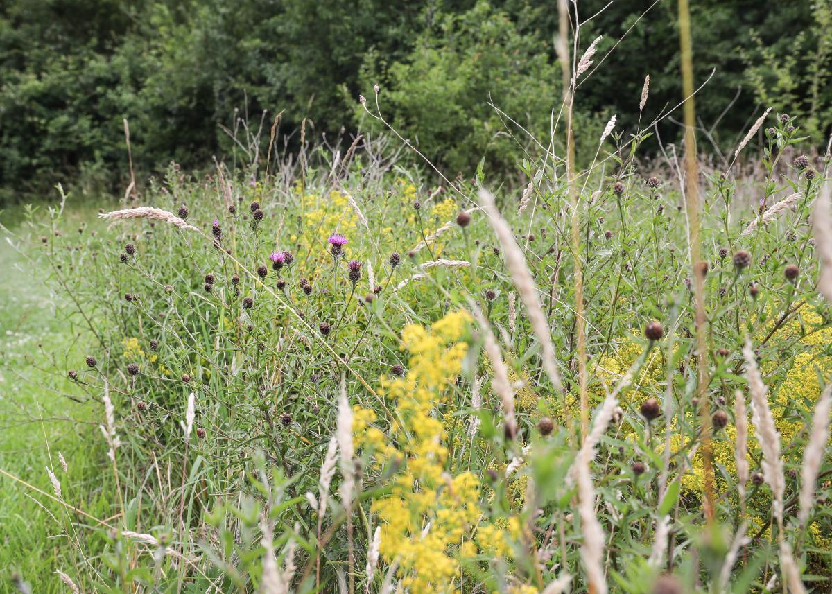 An area of yellow and purple flowers in a wildflower meadow