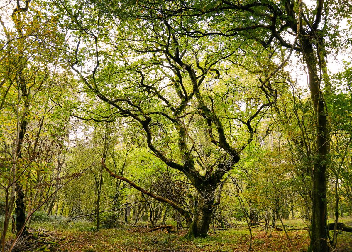 The tree trunk of an oak tree in a canopy of green leaves and other trees in Bannams Wood