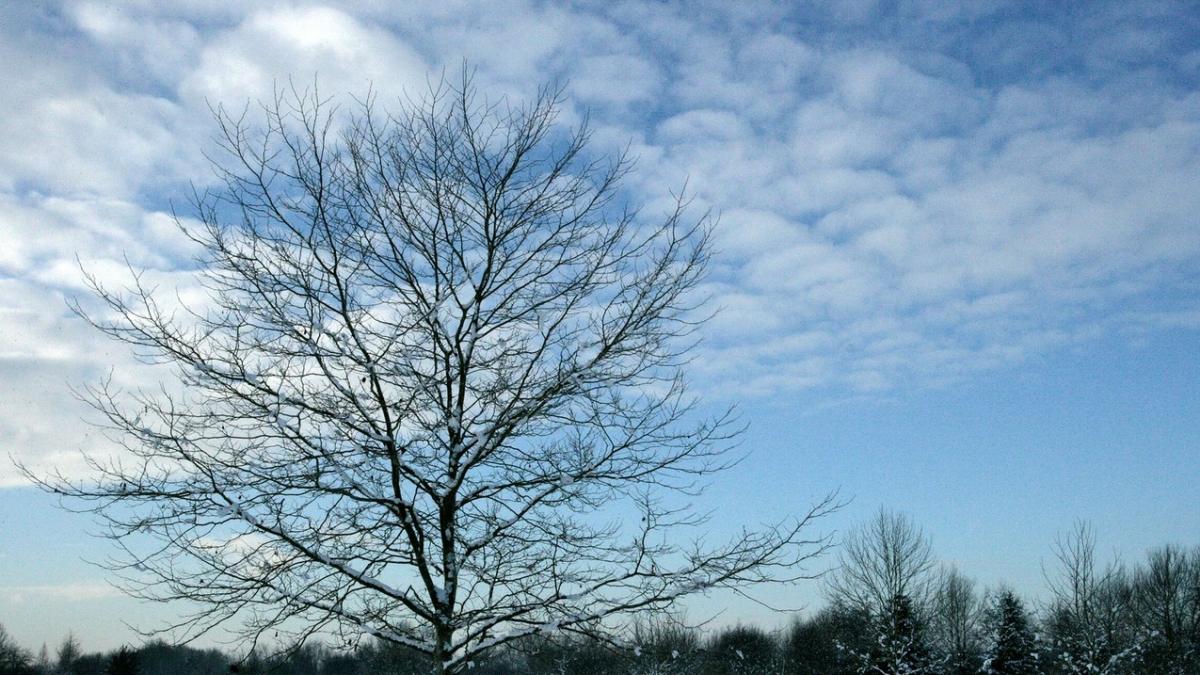 A bare tree in a field of snow