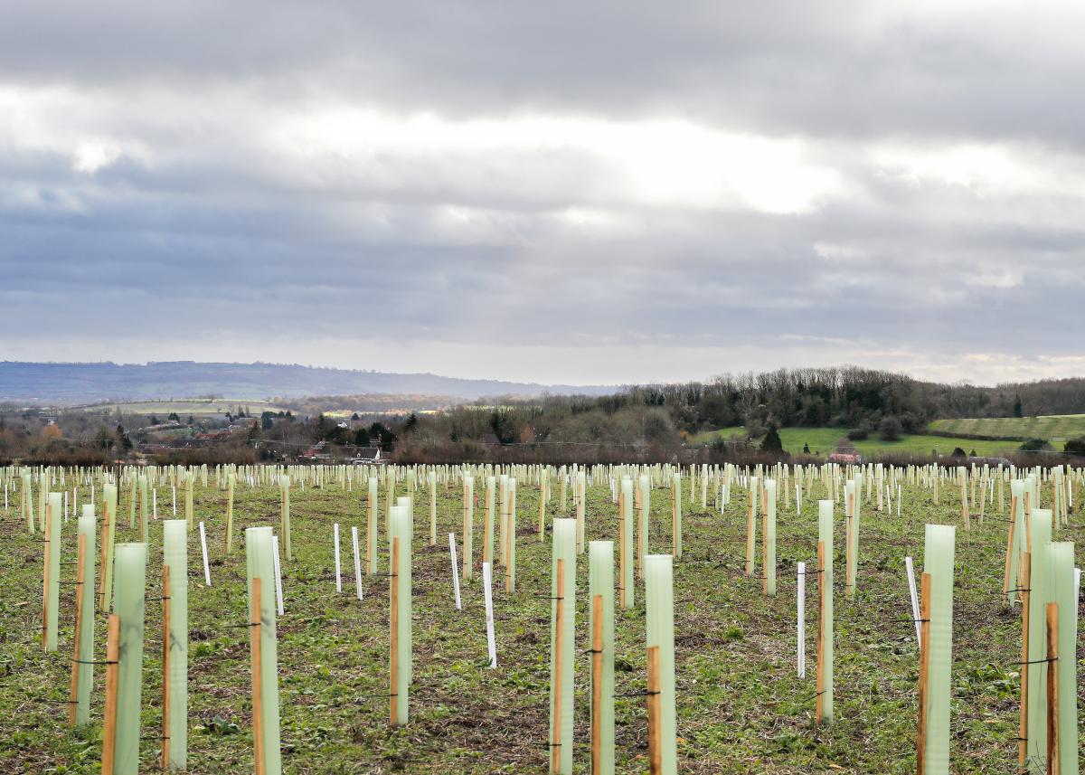 A field of newly planted tree saplings prtected by plastic tree guards