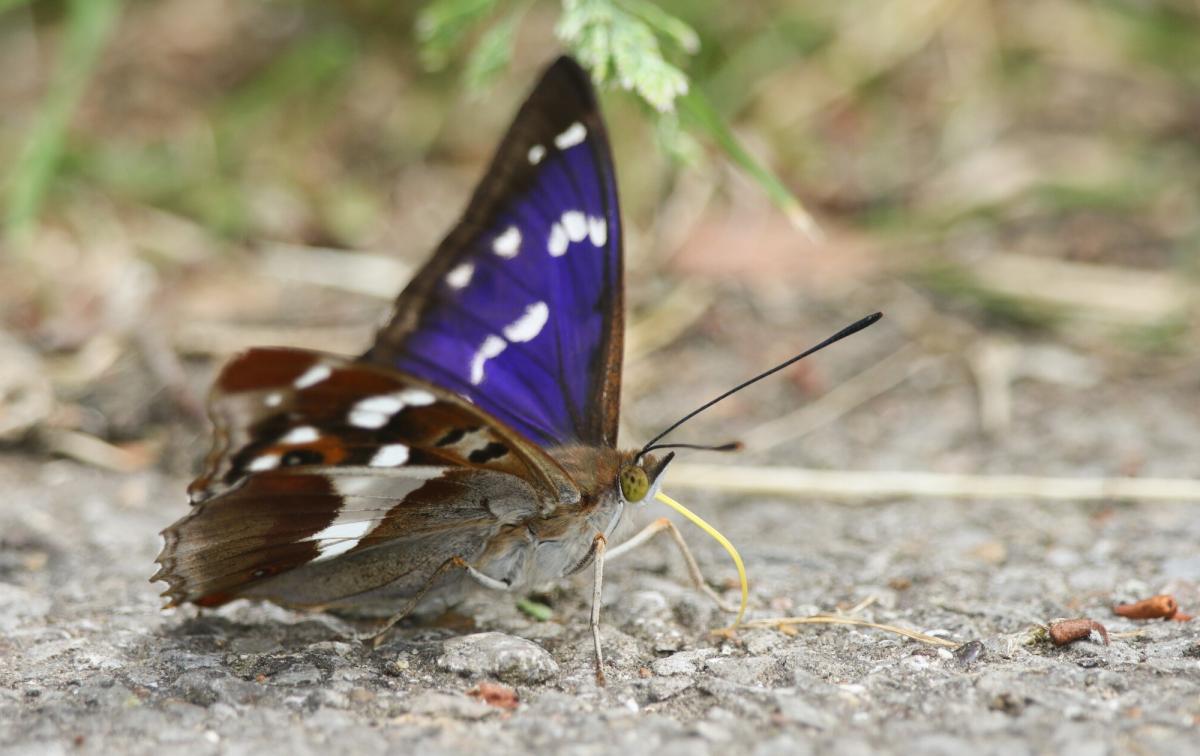 Close up of a purple emperor butterfly resting on the forest floor with wings open