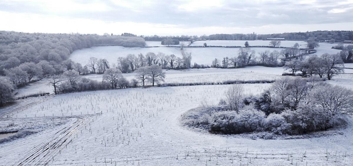 Drone photo of newly planted trees in the snow at Oak Wood