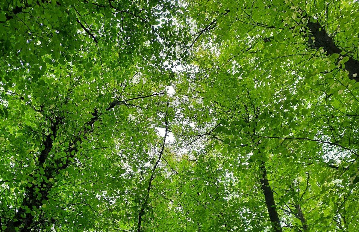 View up into the vibrant green leaves of small leaved lime trees 