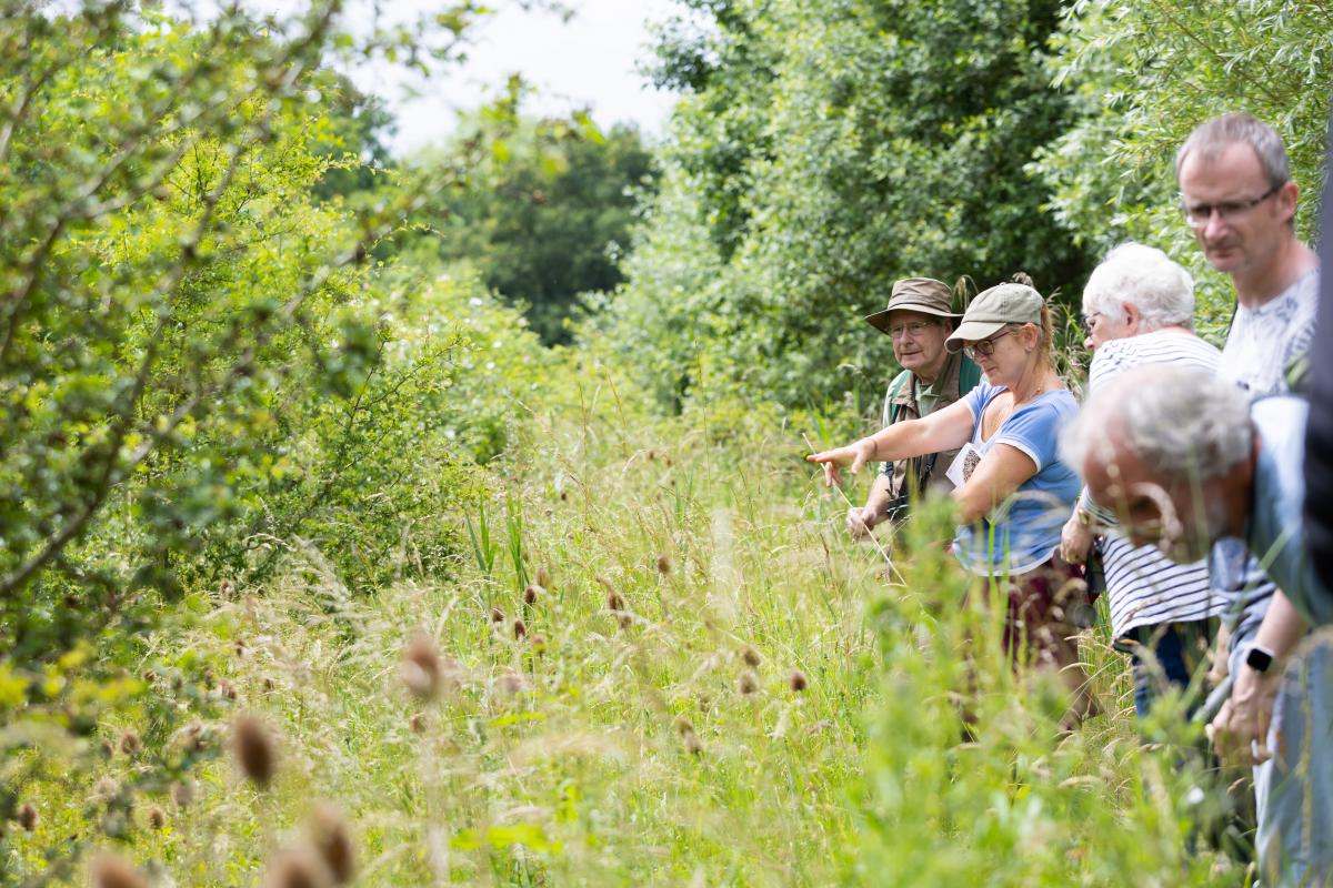 Volunteer Alan pointing out dragonflies in grasses and wildflowers to a group of people