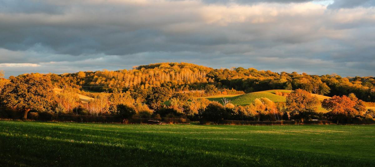 View of fields, trees and hedgerows bathed in late afternoon autumnal sun