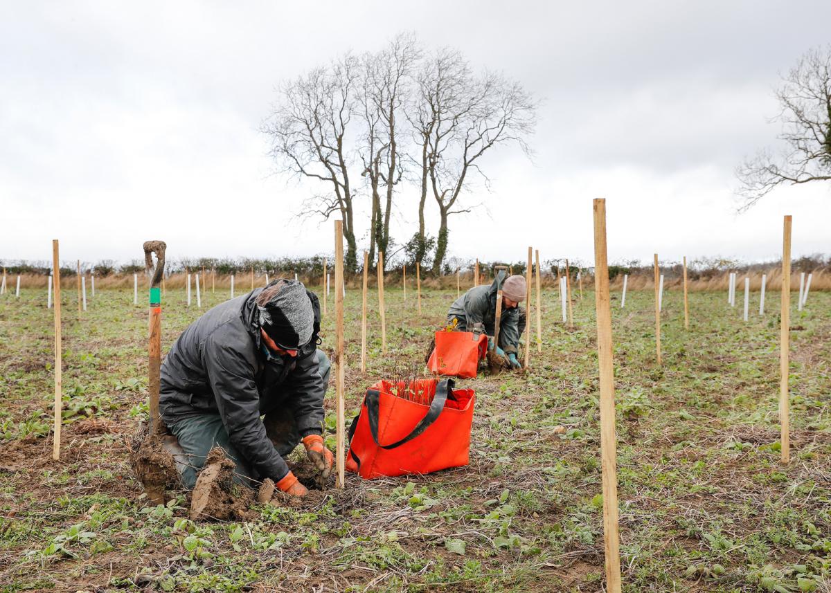 Two members of our forestry team kneeling planting tree saplings in a field full of wooden tree planting stakes