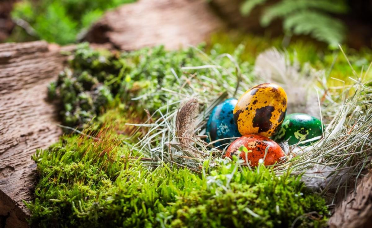 Four brightly coloured eggs in a nest surrounded by moss on a log