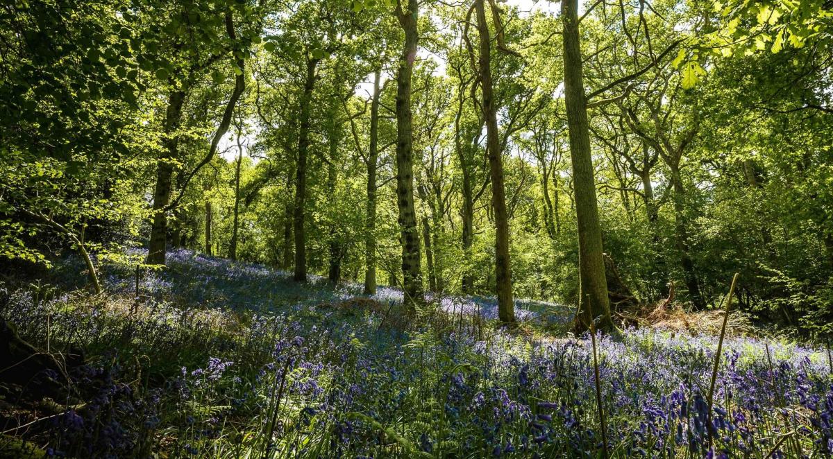 A carpet of bluebells in a clearing with tall trees and sunshine streaming through the branches