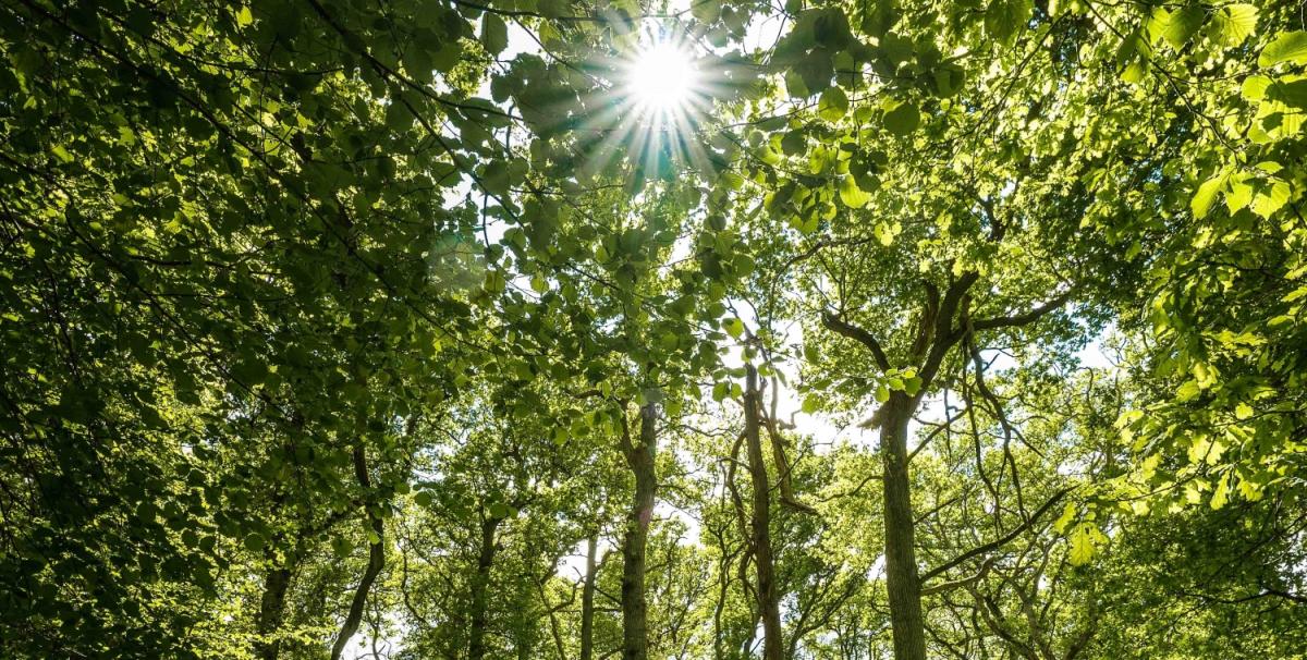 Bright sun shining through the leaves of a tree canopy in the Forest