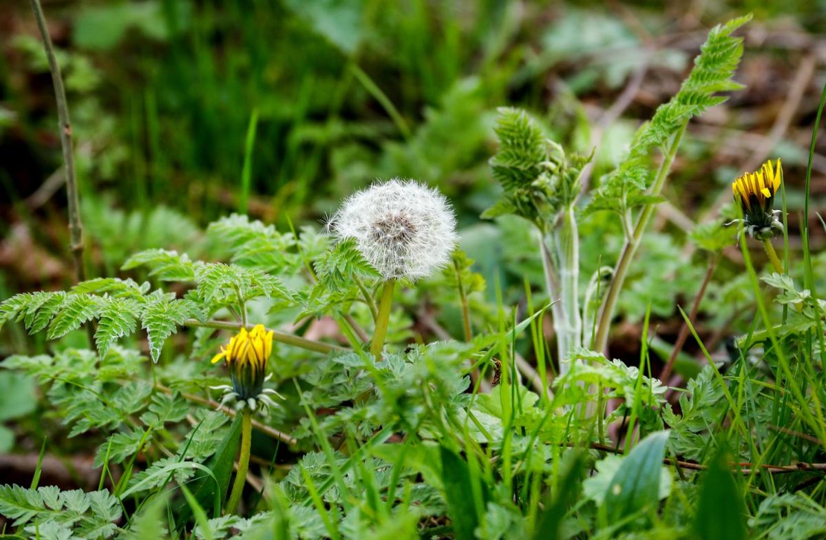 Two yellow dandelions and one dandelion with white fluffy seeds growing out of green undergrowth and grass