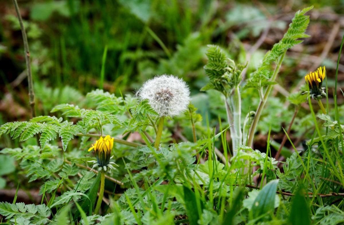 Two yellow dandelions and one dandelion with white fluffy seeds growing out of green undergrowth and grass