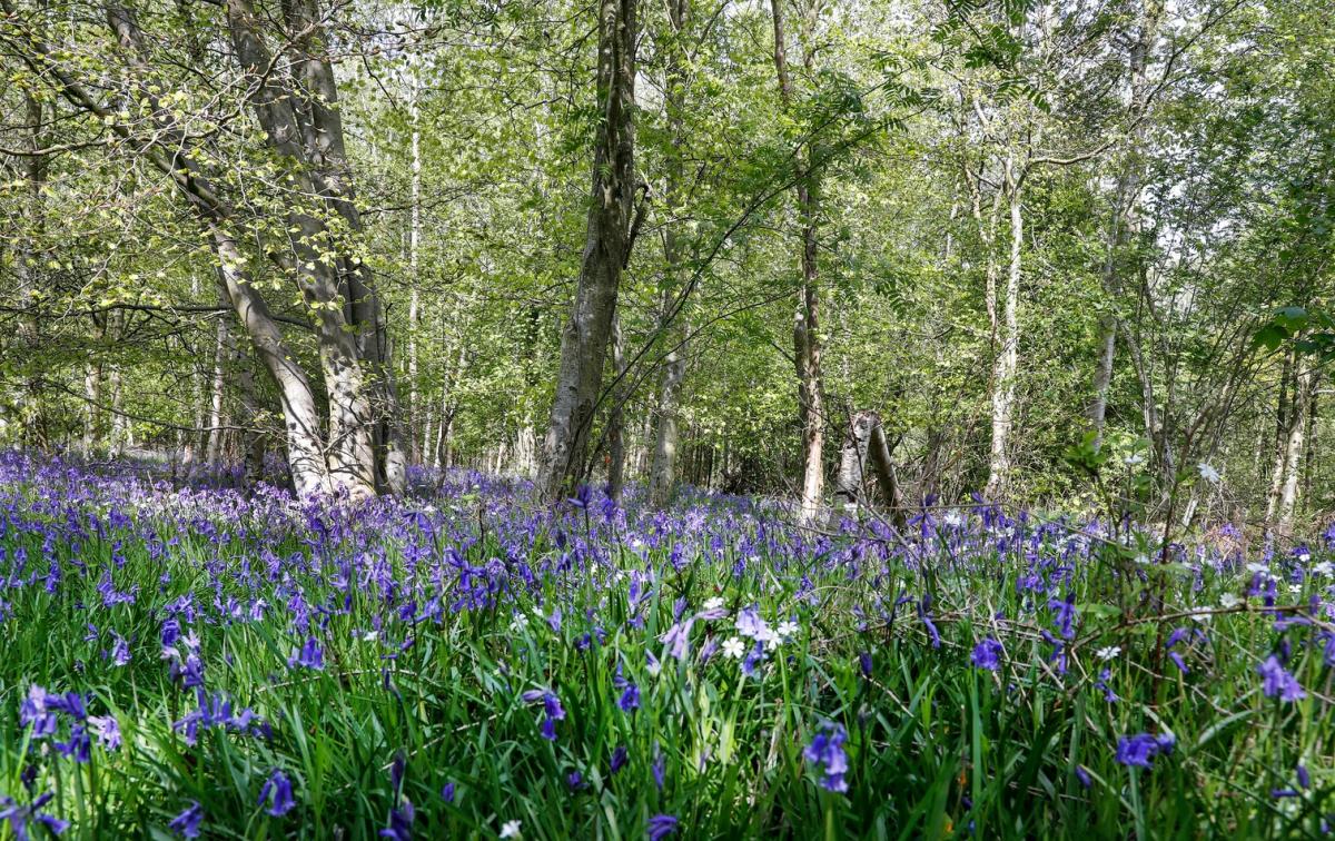 A carpet of bluebells in a woodland clearing surrounded by spring trees on a sunny day
