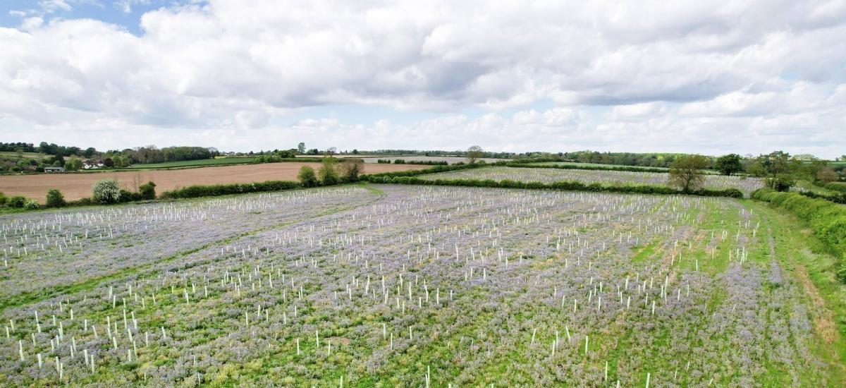 Aerial photo of a field of newly planted trees with white guards with purple borage with a second field behind and hedgerows