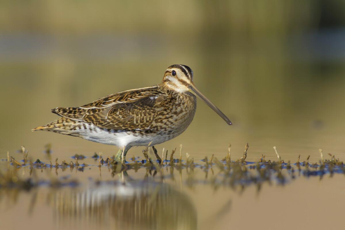 Common Snipe standing in the shallows of a pond