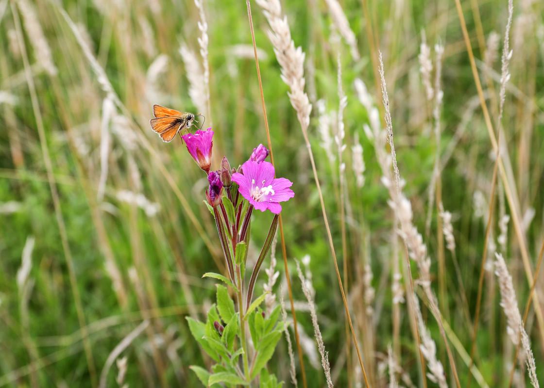 Small skipper butterfly in a wild flower meadow