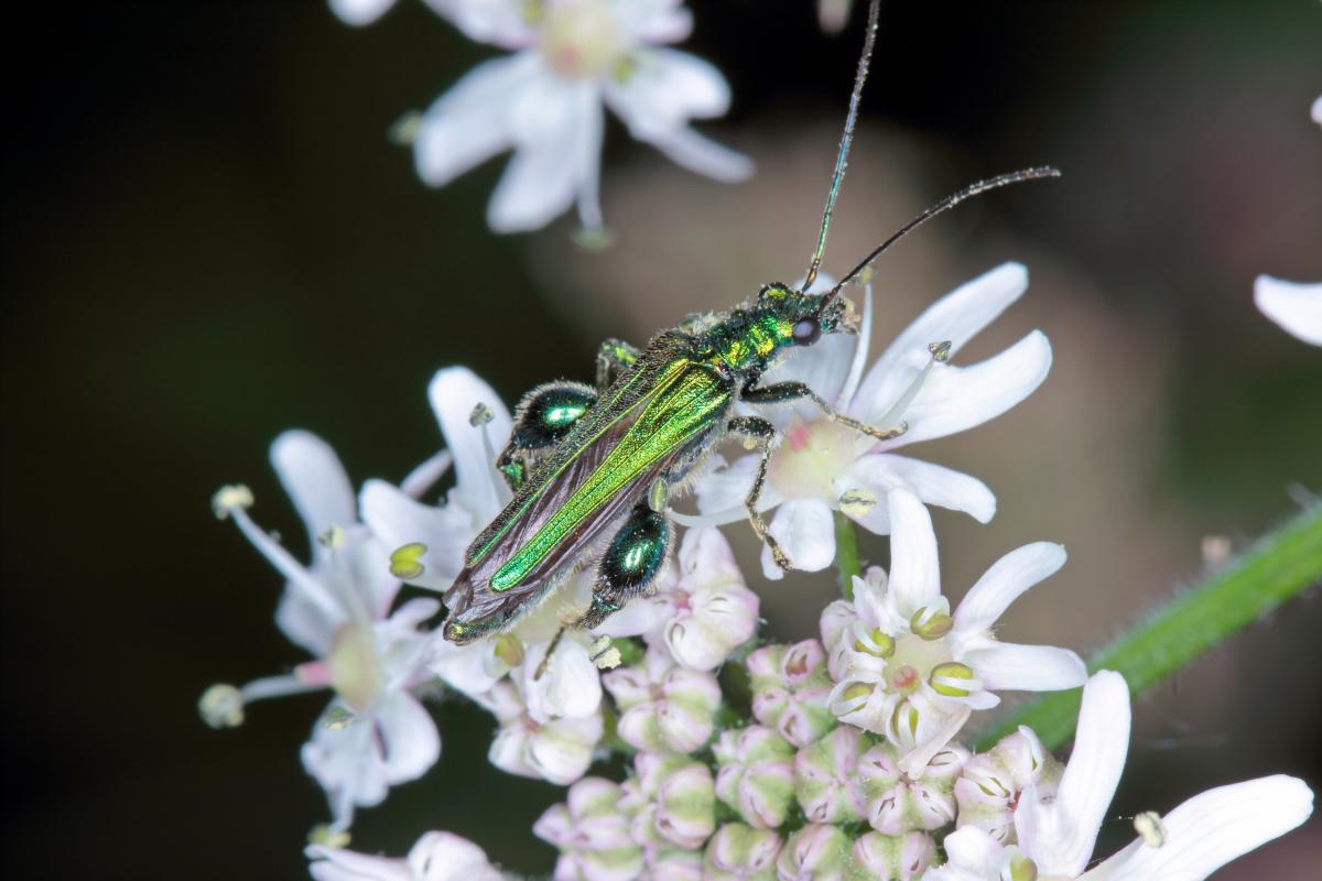Oedemera nobilis also known as thick-legged flower beetle