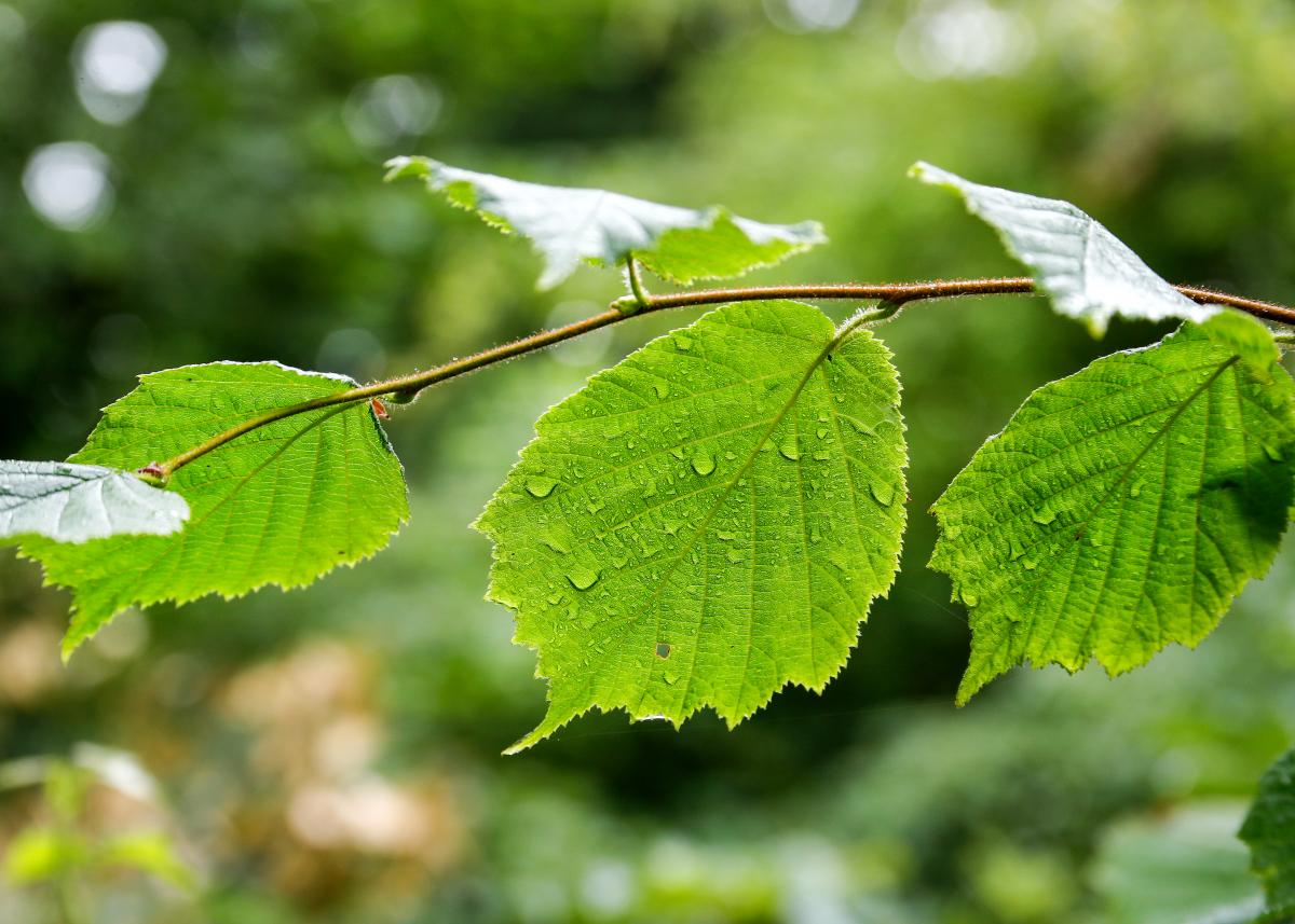 Lush green leaves with water droplets 