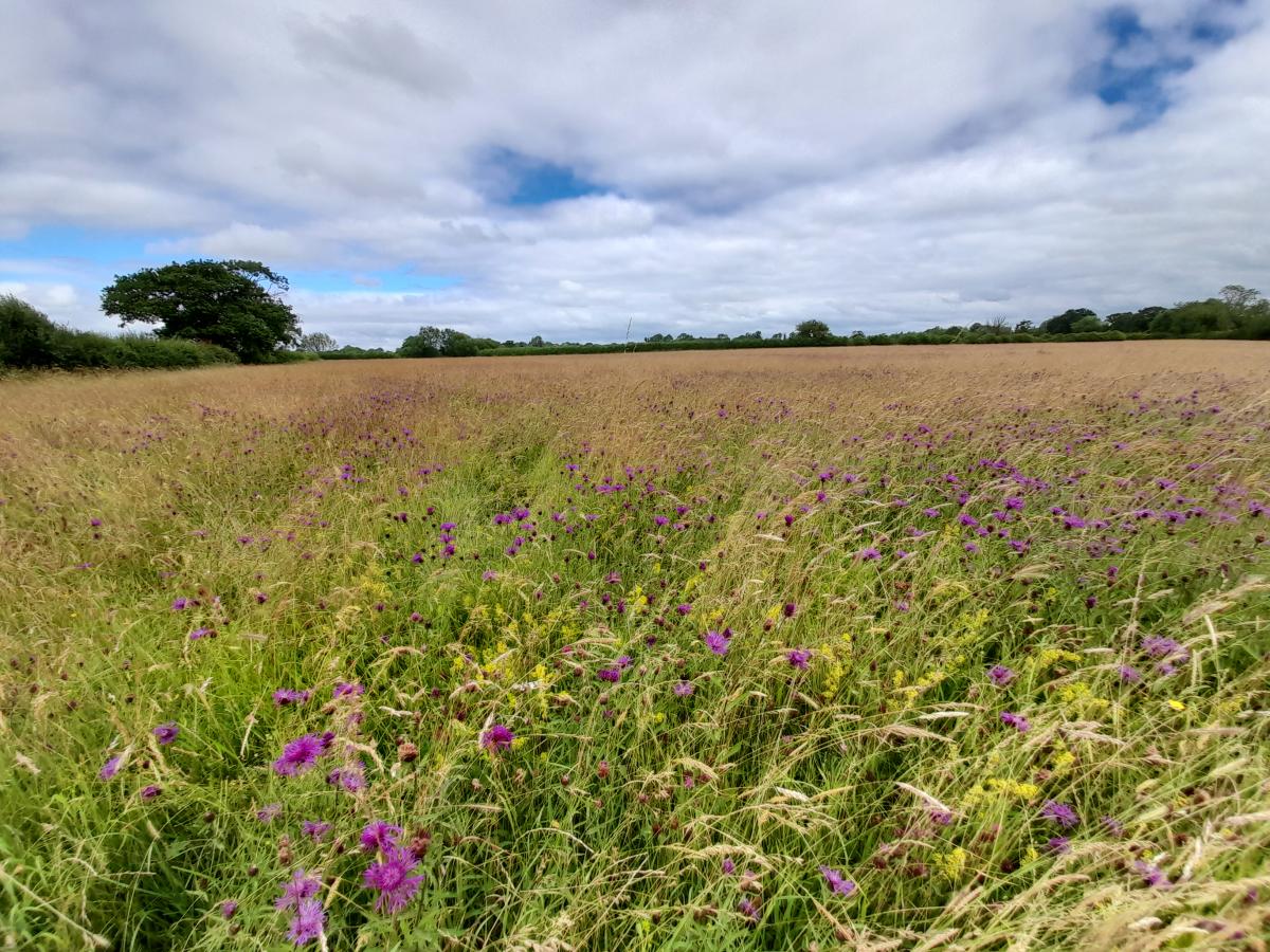 Landscape of the grassland diversity at Naunton Beauchamp site