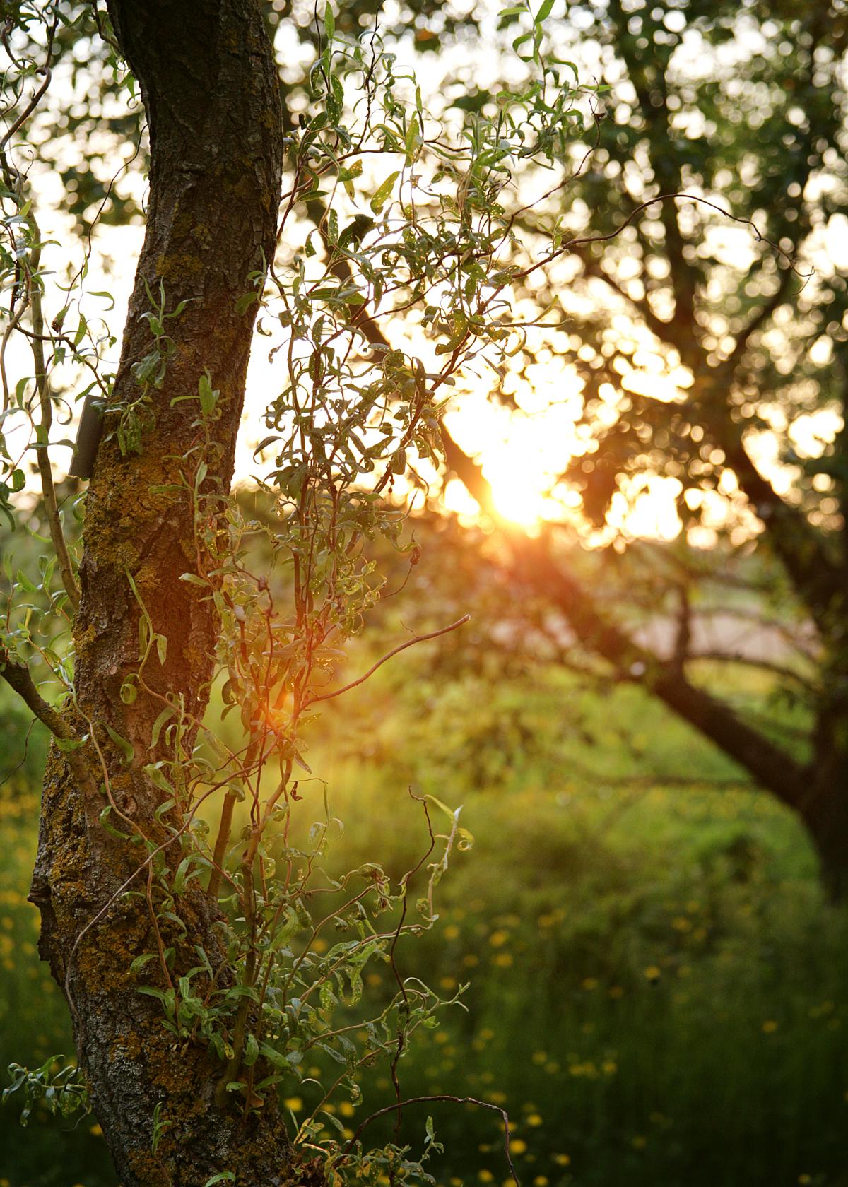 The sun setting through the woodland
