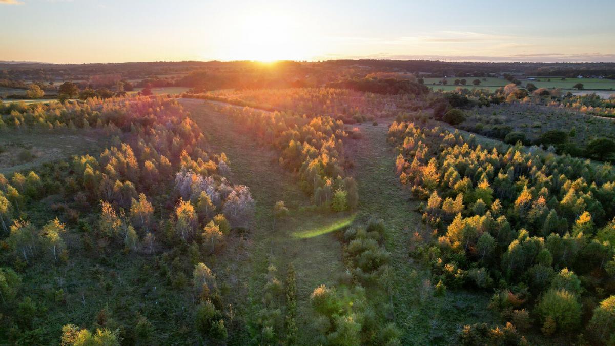Aerial view of woodland at the Spernal site at sunset in the autumn