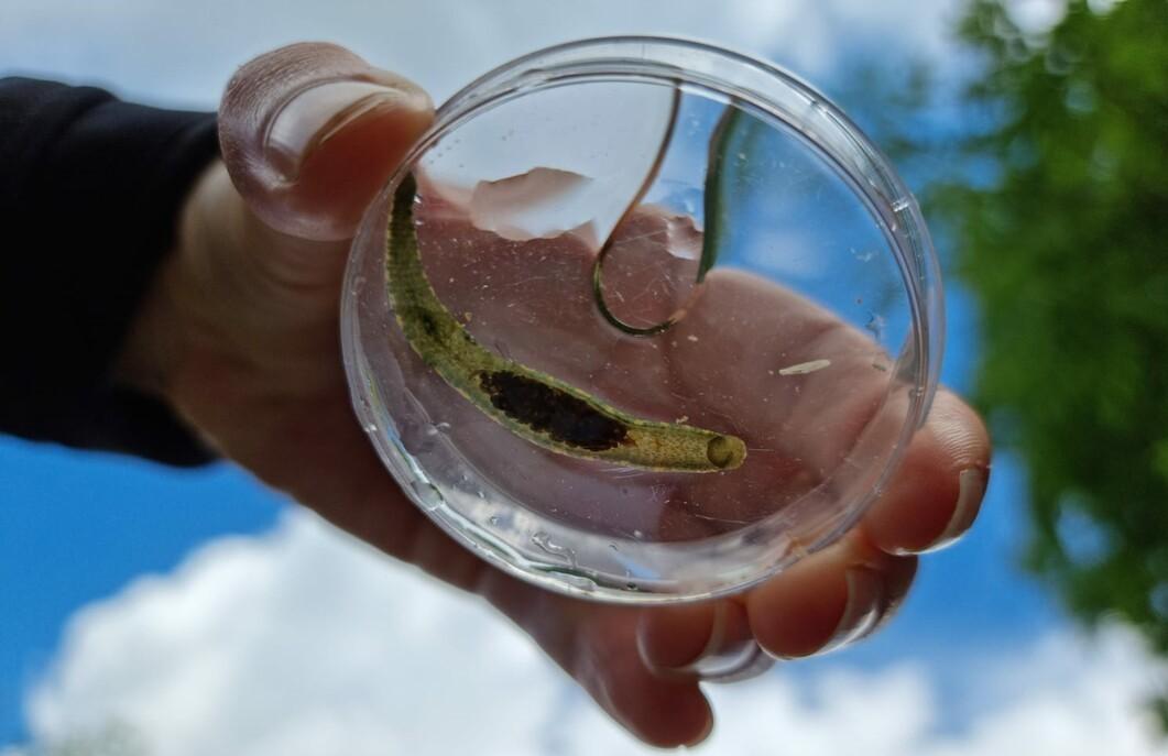 Hand holding a leech in  a petri dish with a blue sky above 