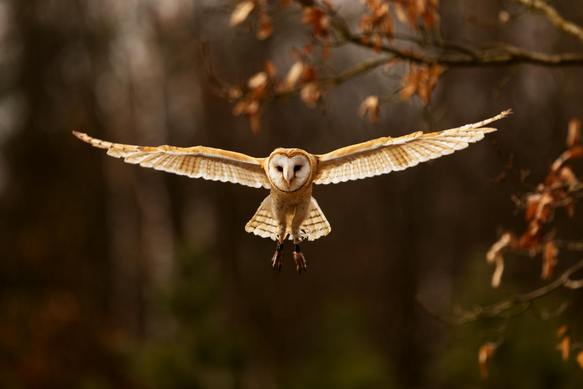 Barn owl in flight with autumnal trees in the background