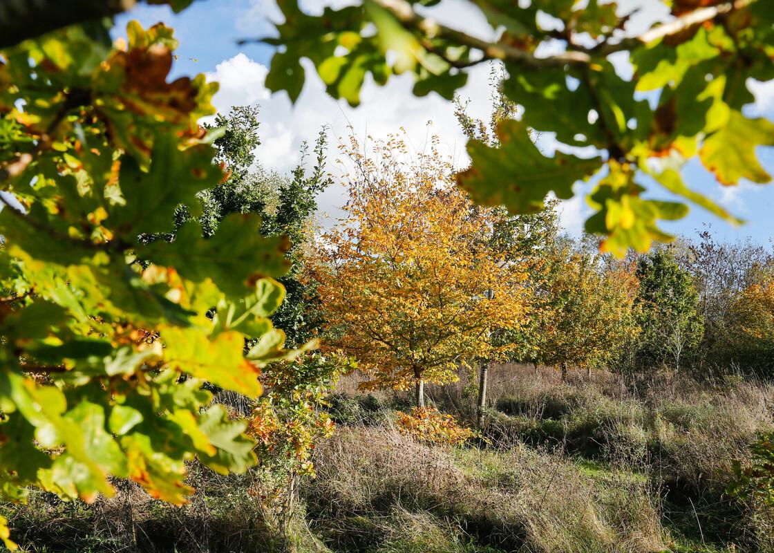 point of view from under a mature oak tree