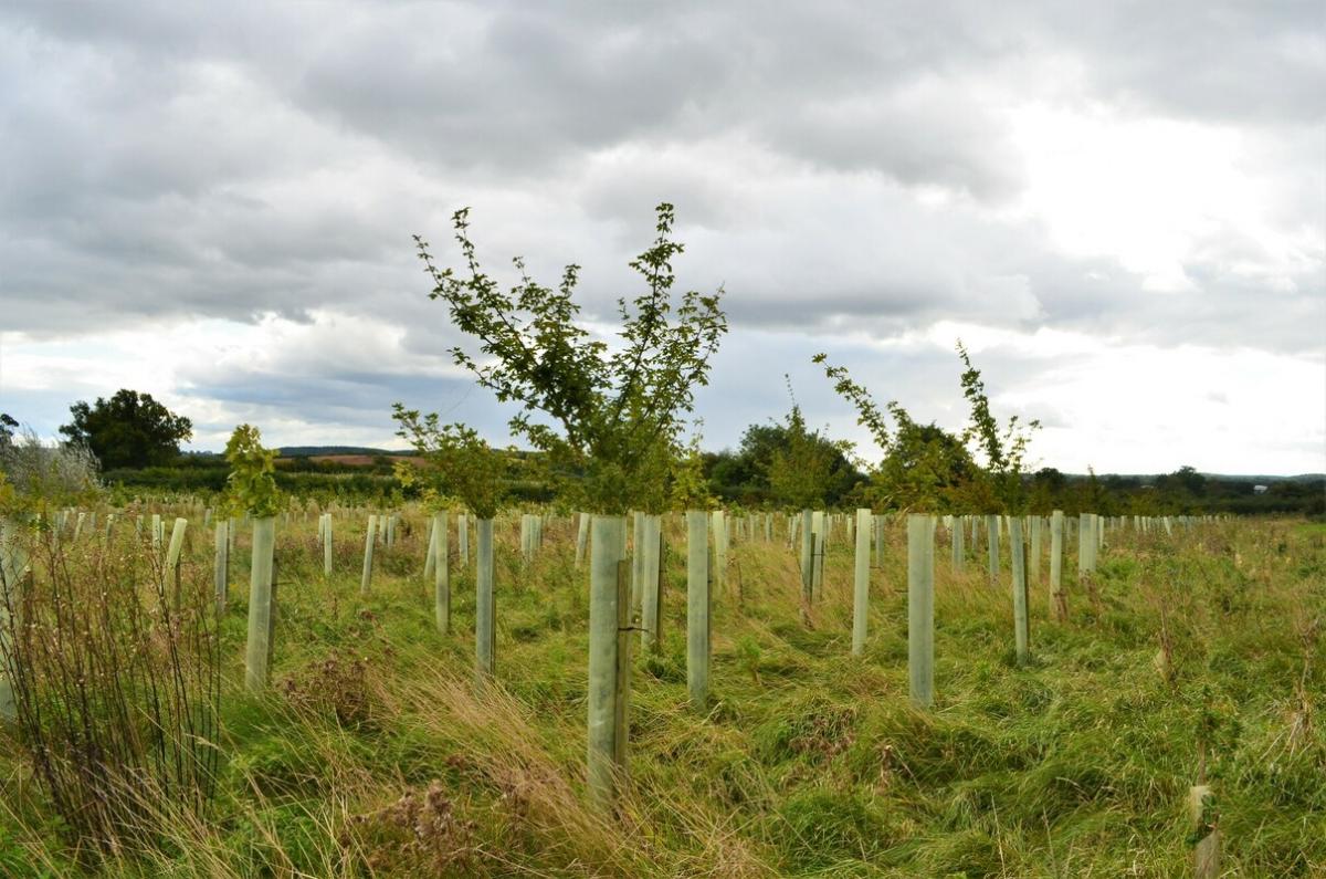 Young trees in protective guards at Coughton Fields Farm