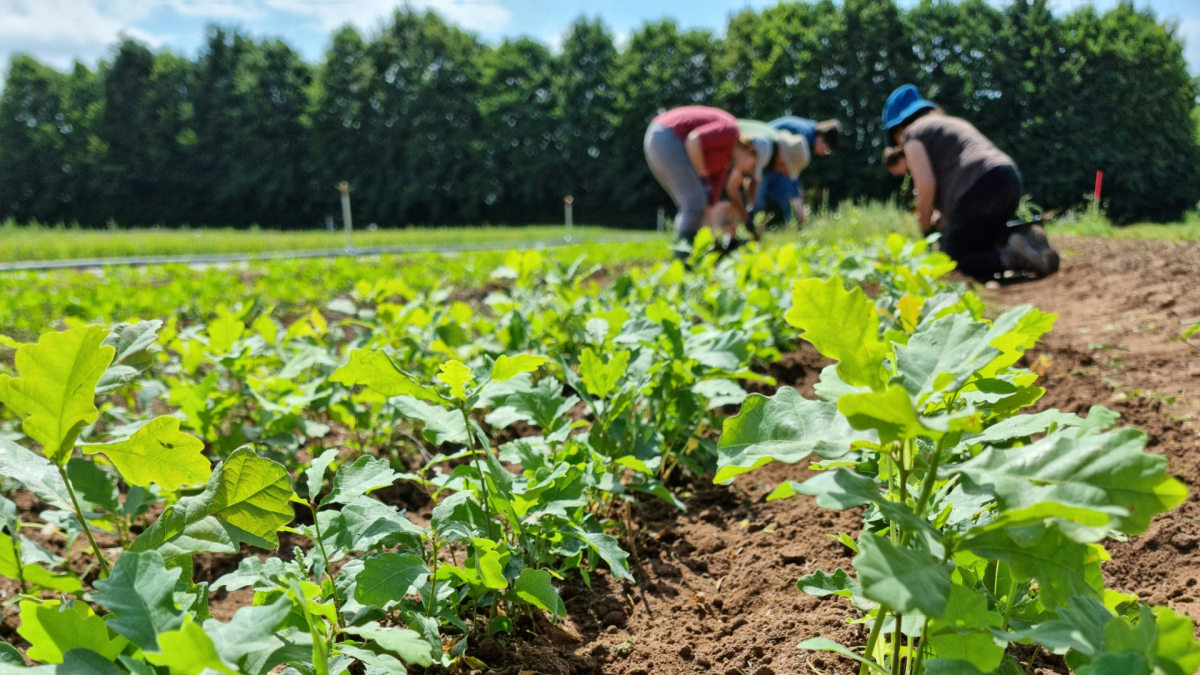 A row of young oak saplings at the Binton tree nursery with A group of out of focus volunteers background