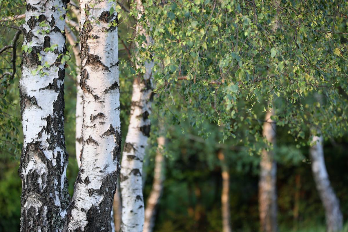 a row of silver birch trees