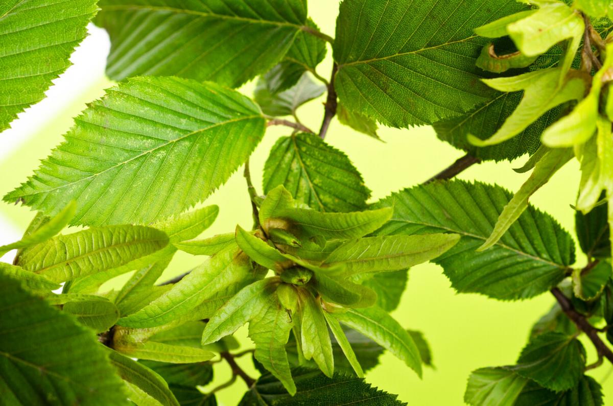 green hornbeam leaves an nuts