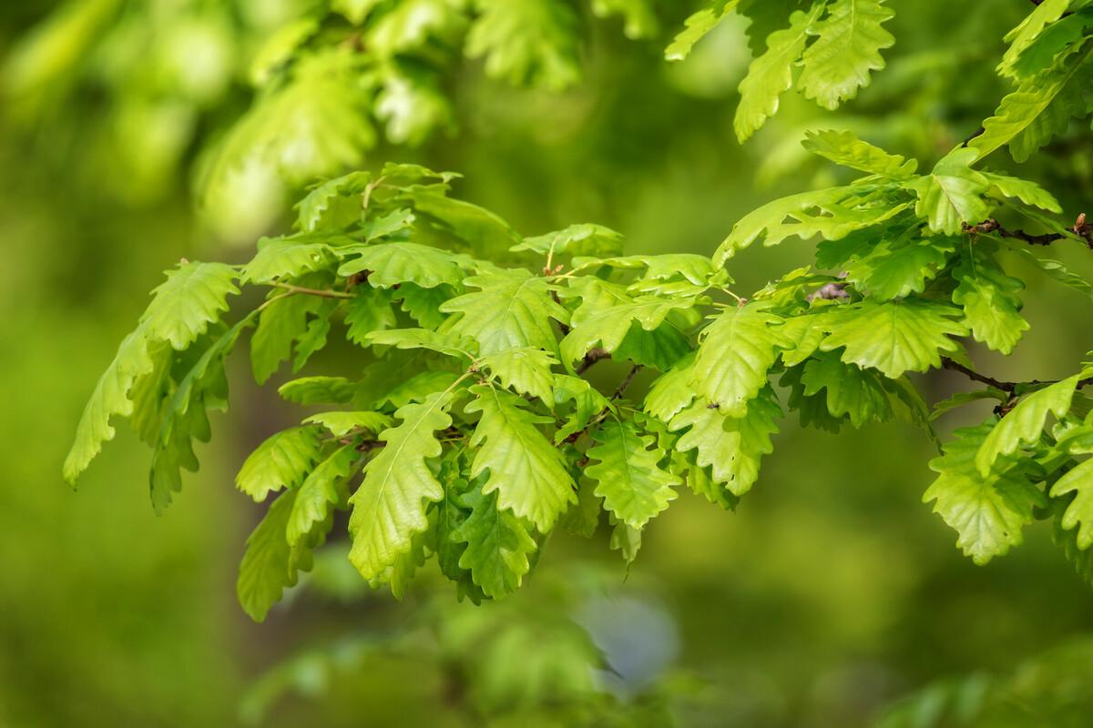 mature green sessile oak leaves