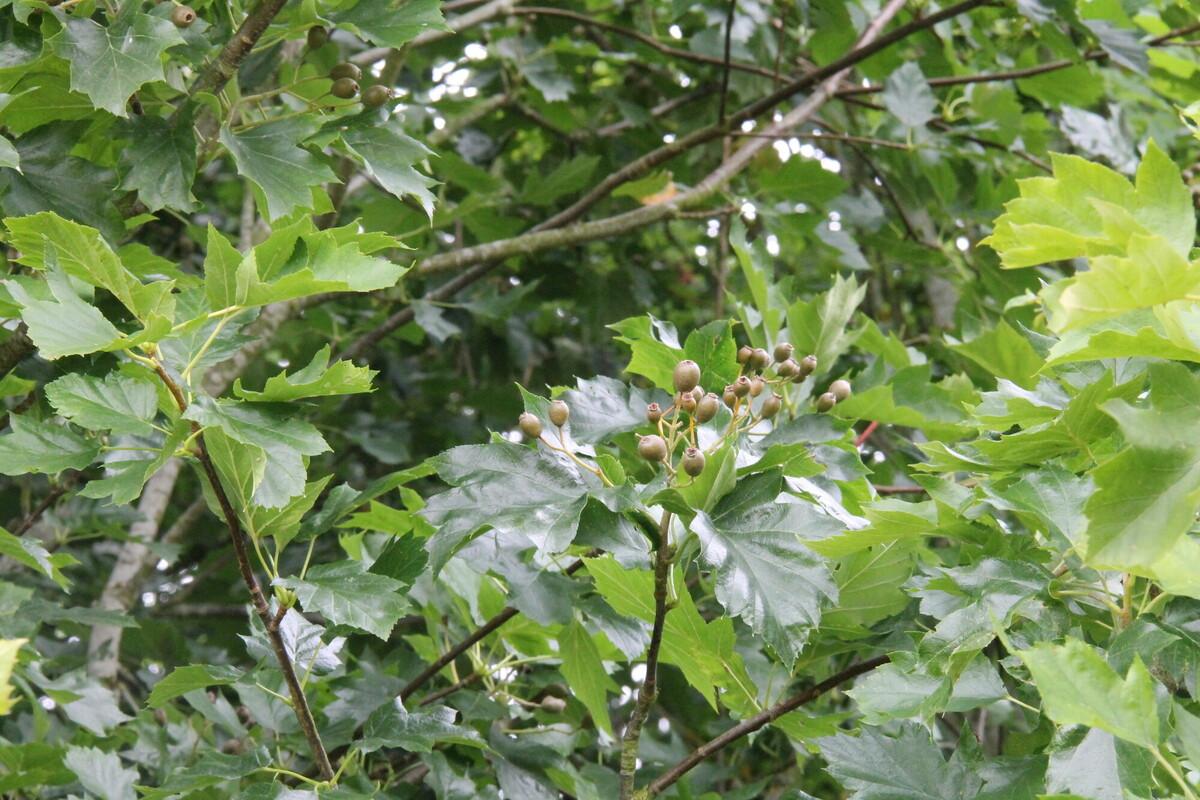 wild service leaves and berries