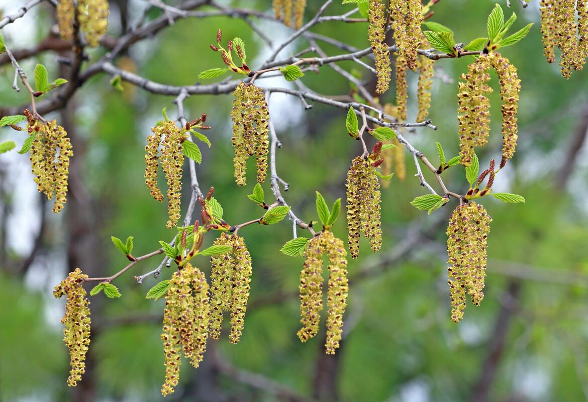 alder catkins