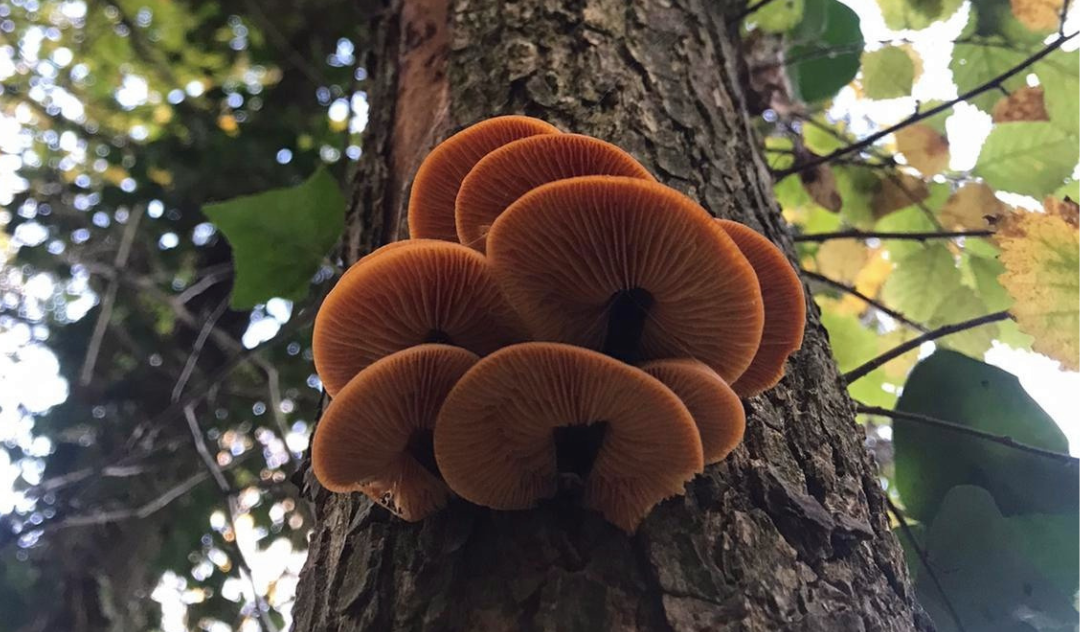 Looking up at a cluster of velvet shank mushrooms growing on a tree trunk