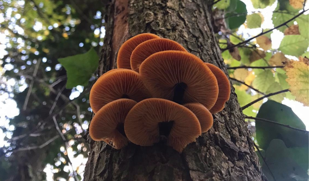 fungi on trees