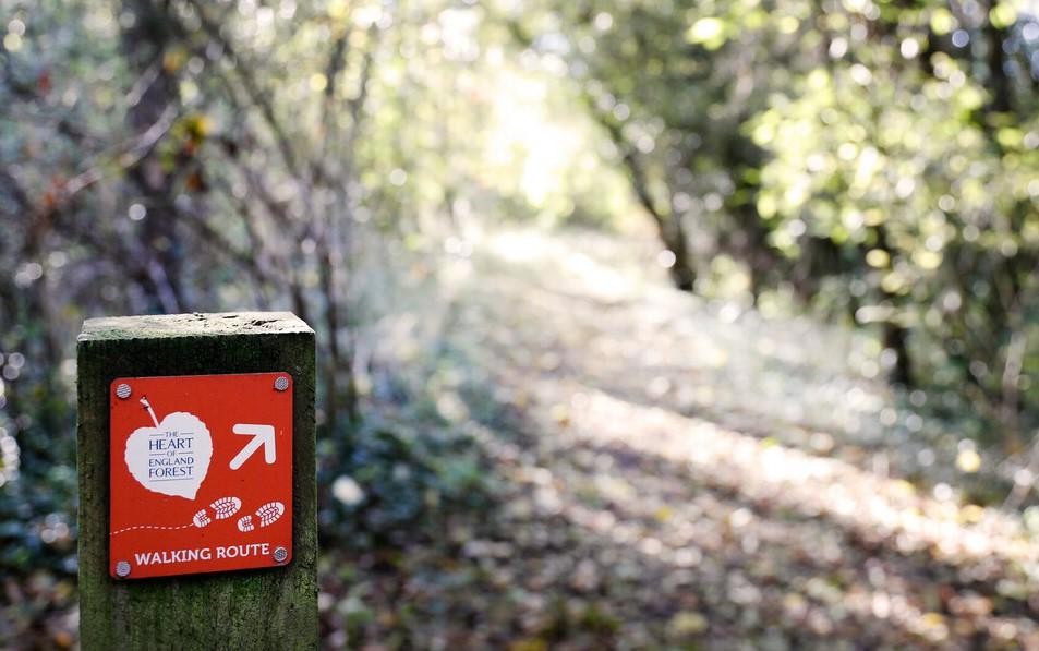 Close up of a walking route waymarker on a wooden post next to a footpath through the Forest