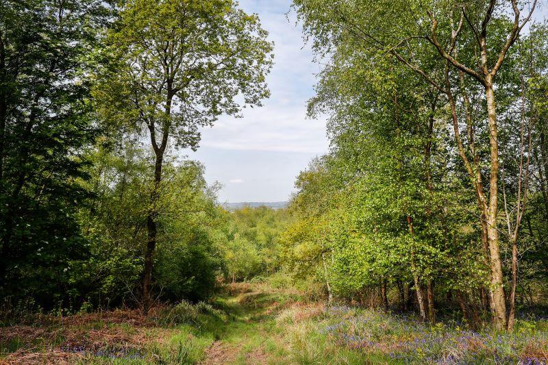 A view through the trees to woodland and the view beyond at Gorcott Hill on a sunny day. There is a footpath through the middle, lined with flora. 