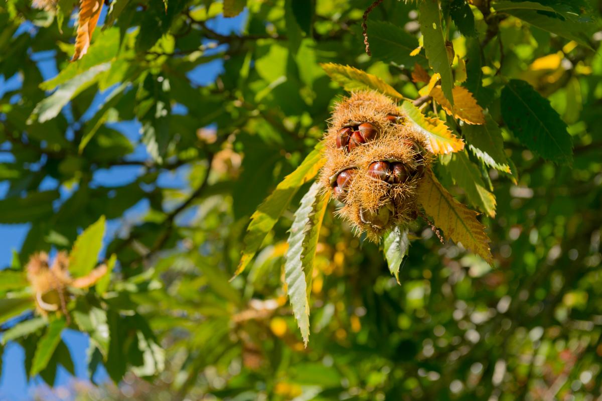 chestnut tree bearing fruit