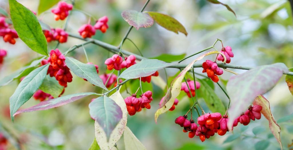 Close up of orange and pink spindle fruits on a branch with green leaves