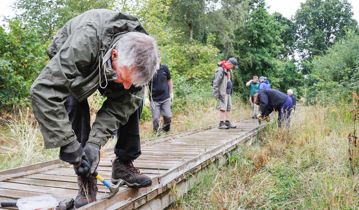 A male volunteer in the foreground is fixing a wooden boardwalk with a hammer. There are more volunteers further along the boardwalk which is surrounded by trees.