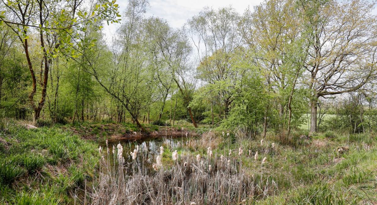 A pong surrounded by reeds, green foliage and trees at Gorcott Hill