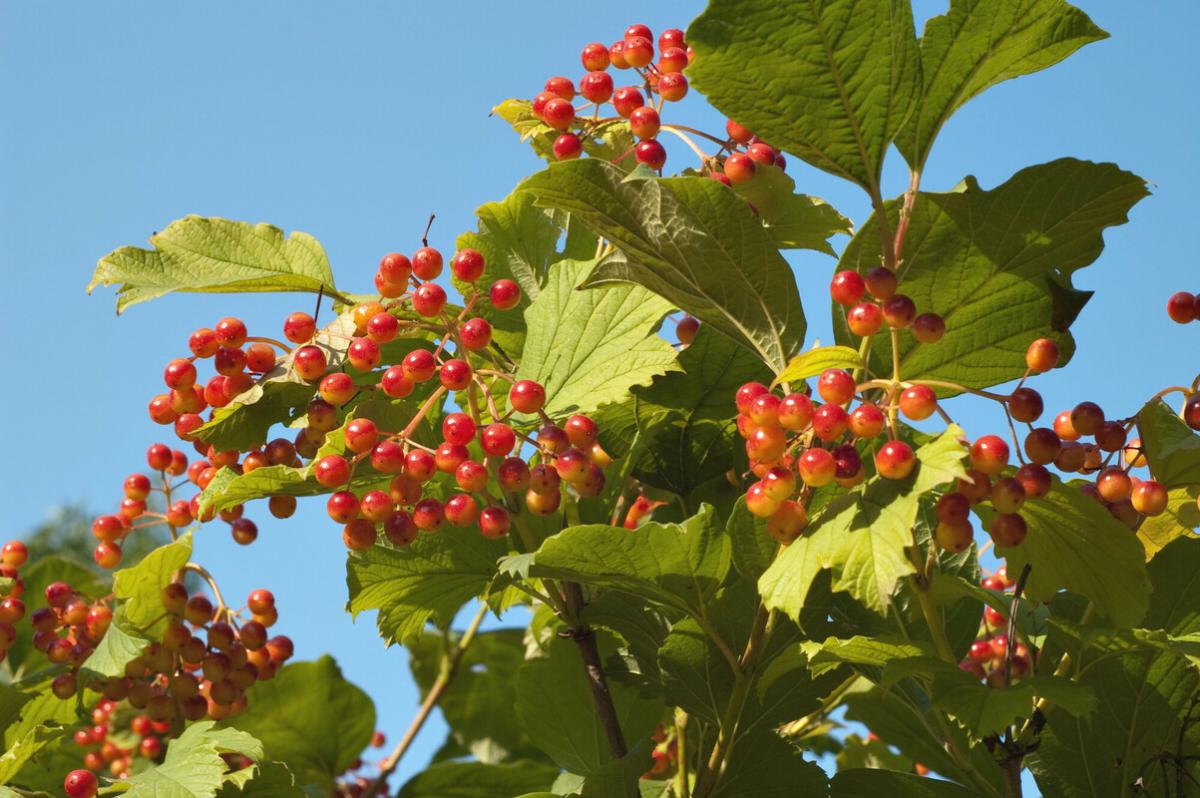 Looking up at guelder rose branches full of red berries with a blue sky behind