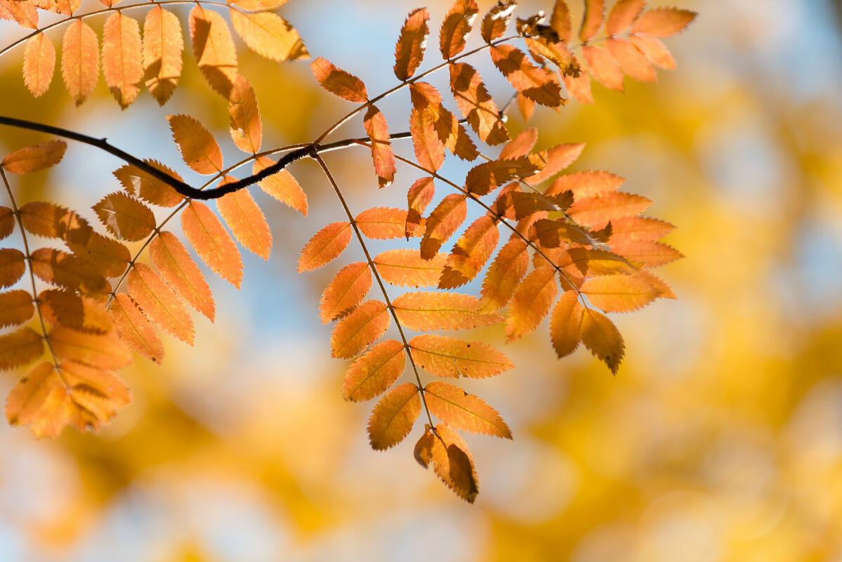 rowan leaves in autumn