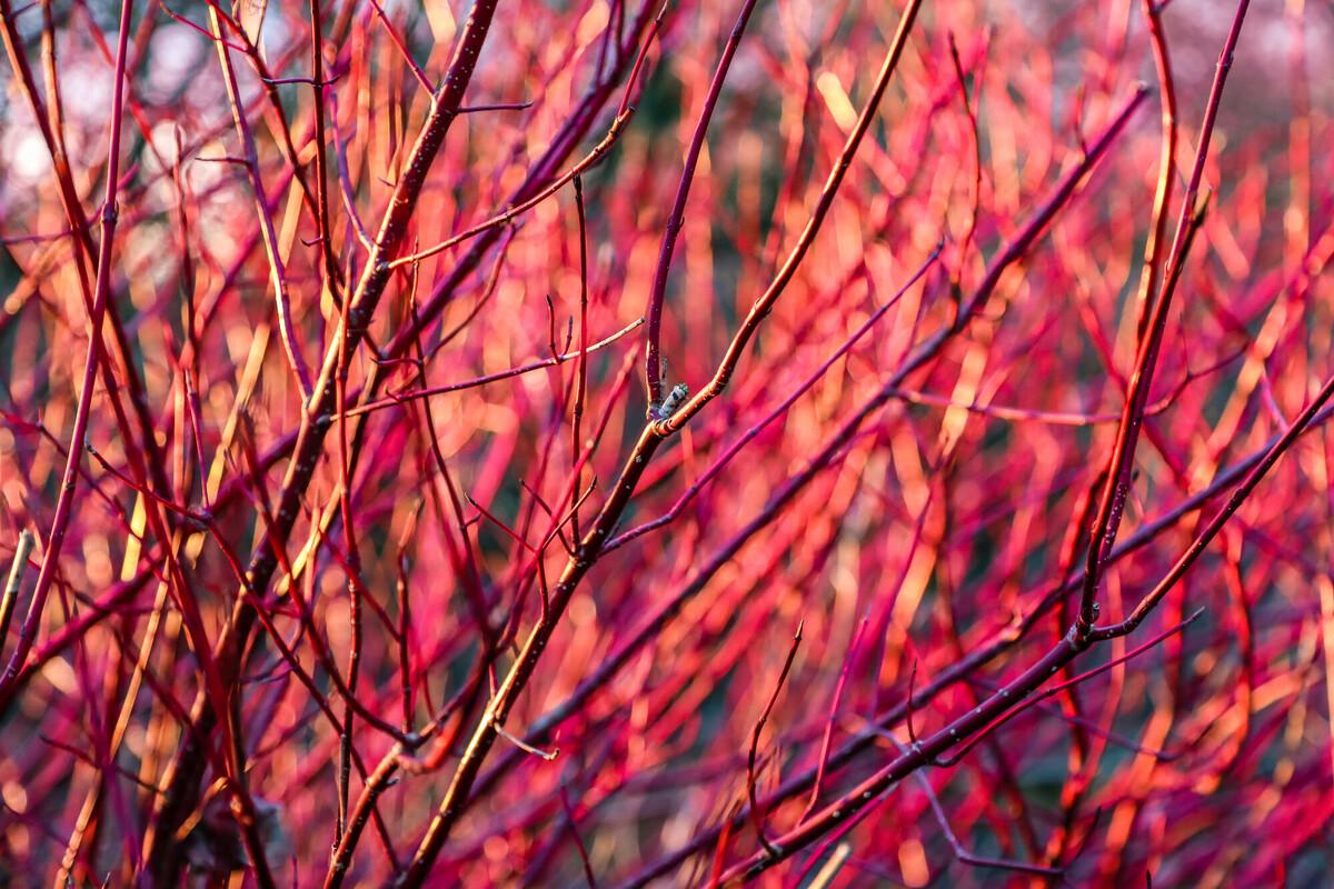 crimson stems of dogwood in winter